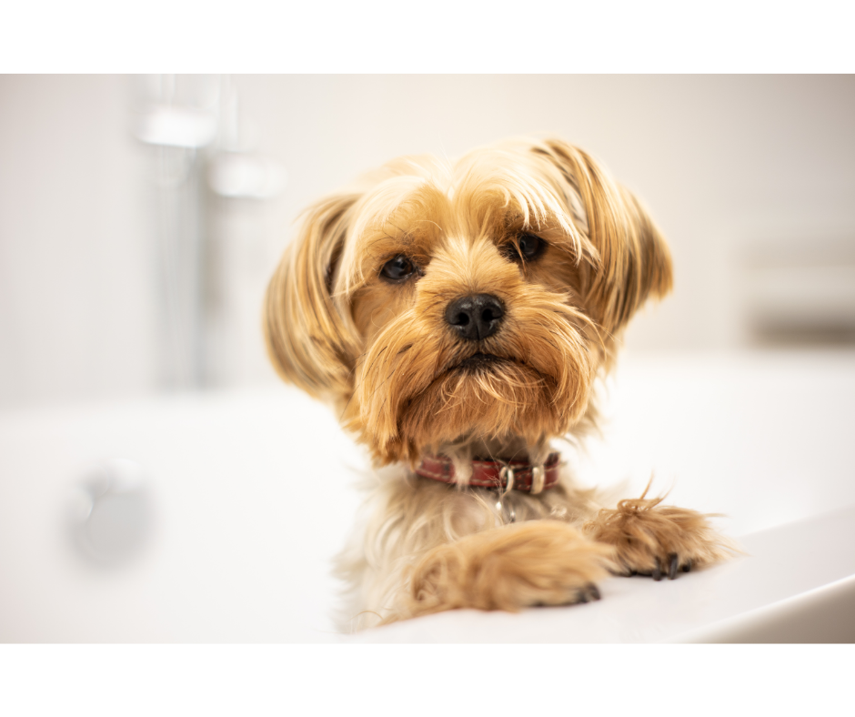 Formas de acostumar seu cachorro com banho de banheira