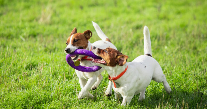 Limpeza de roupas e acessórios de pets